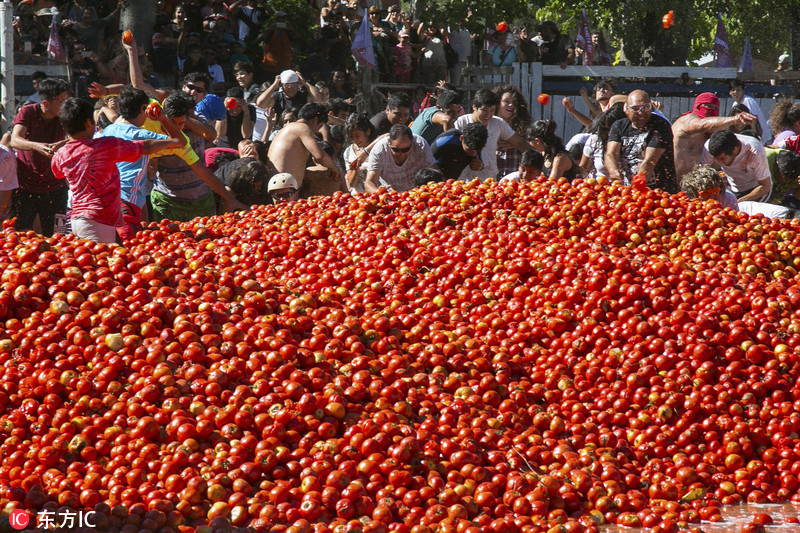 智利上演番茄大战狂欢民众红色海洋乐翻天