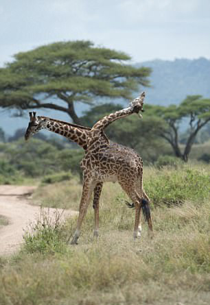 奇特沙特男子神角度拍到连体双头长颈鹿