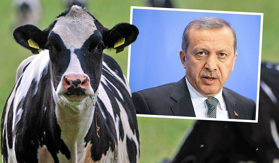 土耳其与荷兰外交争端持续蔓延 无辜奶牛遭殃