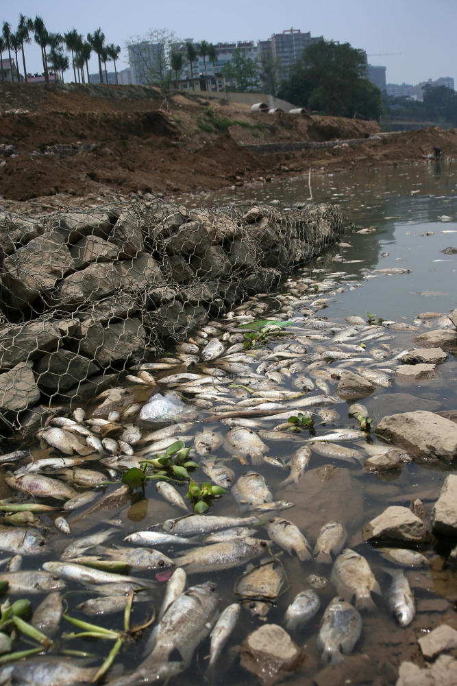 广西南宁:邕江江湾聚集大量死鱼 原因暂时不明