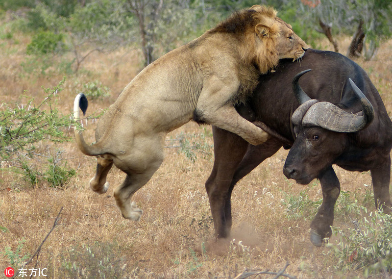狮子猎捕受伤水牛反遭进犯 一败涂地