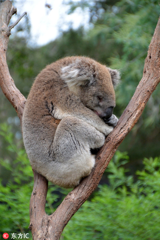 当地时间2017年6月5日,澳大利亚墨尔本,一头考拉在树枝上睡觉.