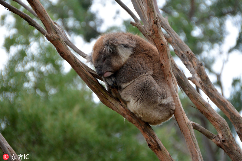 当地时间2017年6月5日,澳大利亚墨尔本,一头考拉在树枝上睡觉.