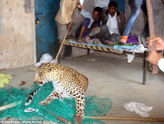 猎豹窜入村庄咬伤9人 遭村民乱棍打死