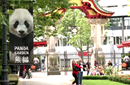 熊猫“外交官”期待“首秀”