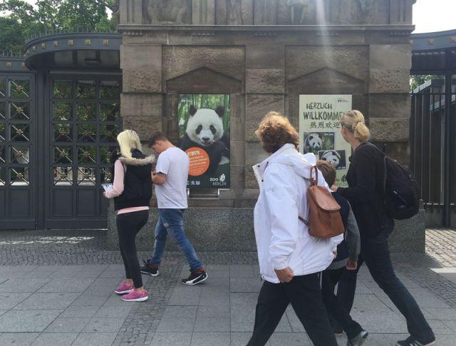 柏林：大熊猫“外交官”开心期待“首秀”