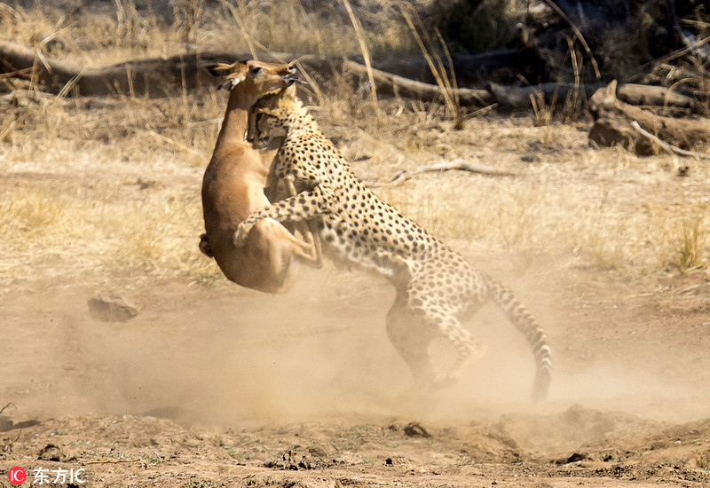 南非猎豹捕食黑斑羚 来势汹汹似打拳击(高清图)