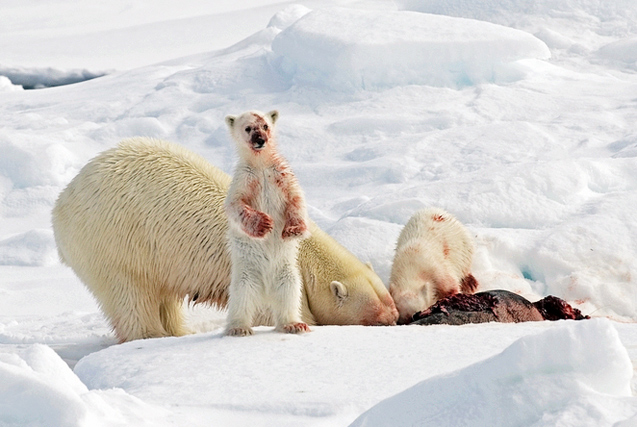 摄影师记录北极熊进食场面 画面血腥