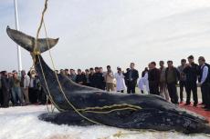 三度“迷路”江苏启东海滩 座头鲸宝宝已确认死亡