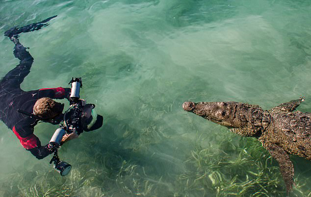 摄影师与三米巨鳄亲密接触 拍生动照片