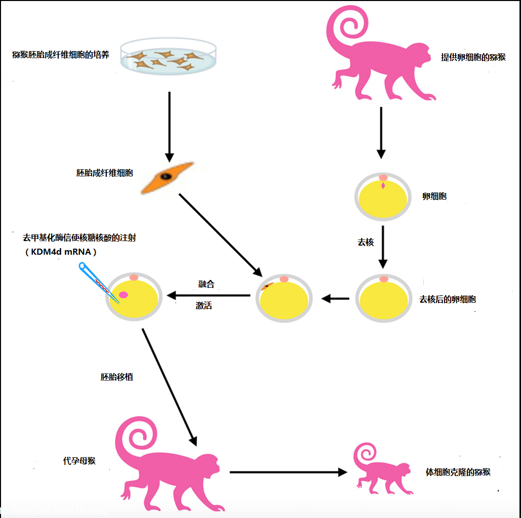 Cloning Of Macaque Monkeys By Somatic Cell Nuclear Transfer – IFBJG