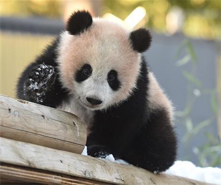 日媒：旅日熊猫宝宝香香首次玩雪 撒欢玩耍萌态可掬