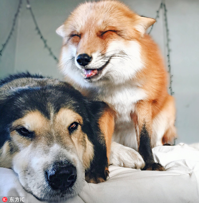 治愈系友情!小动物拍亲密照暖化人心