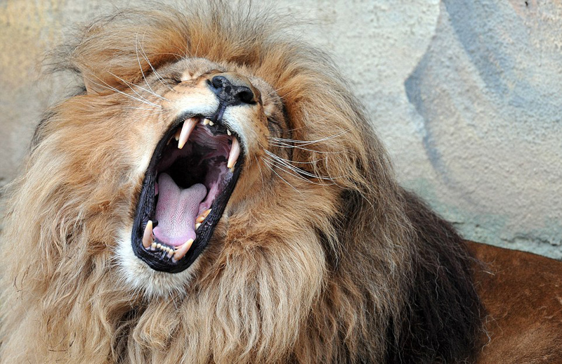 捷克雄狮鬃毛浓密威风凛凛 尽显王者霸气