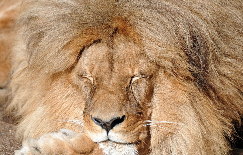 捷克雄狮鬃毛浓密威风凛凛尽显王者霸气