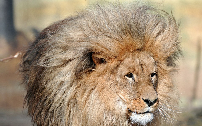 捷克雄狮鬃毛浓密威风凛凛尽显王者霸气