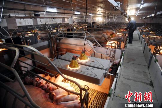 政协委员支招化解“猪周期”：规模化养殖 大数据分析