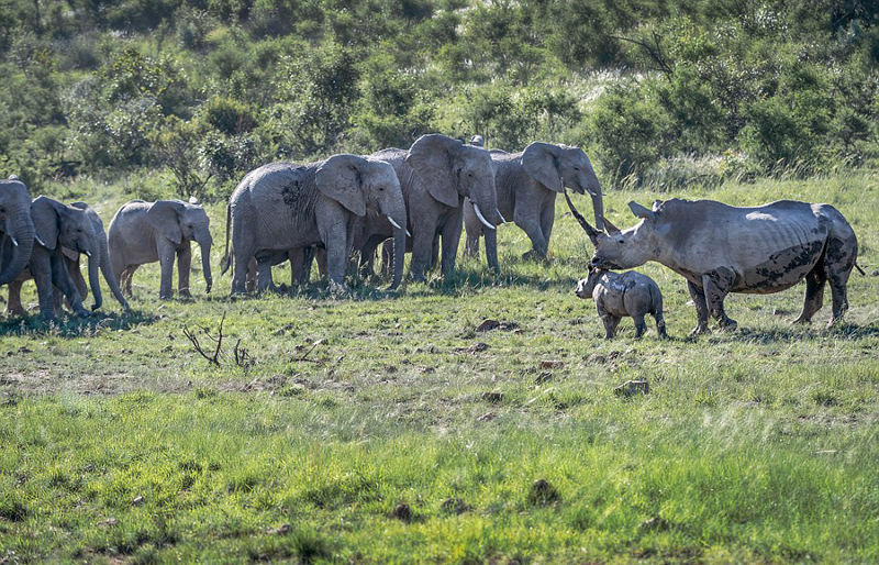 这头散发着母性光辉的犀牛妈妈英勇地守护着小犀牛,彰显着动物世界的