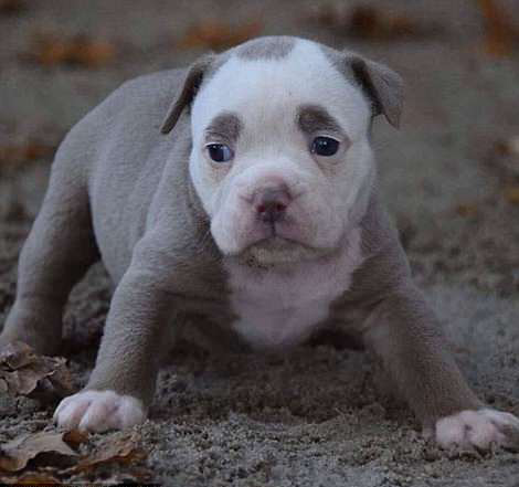 德斗牛犬因愁眉不展被称"世界最悲伤小狗"