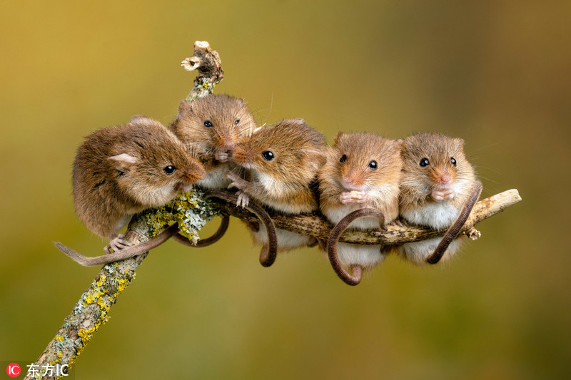 英国小老鼠树上排成排 其乐融融暖化人心
