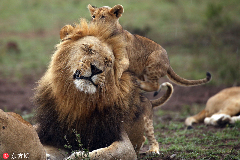 南非小狮子揪头发啃脑袋实力坑爹