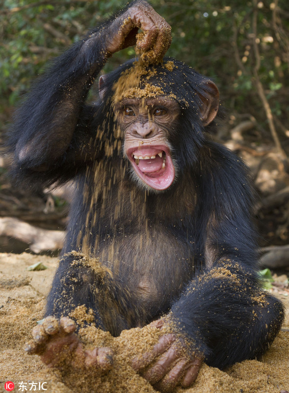 几内亚孤儿猩猩摆pose仰头甜笑纯真模样惹人爱