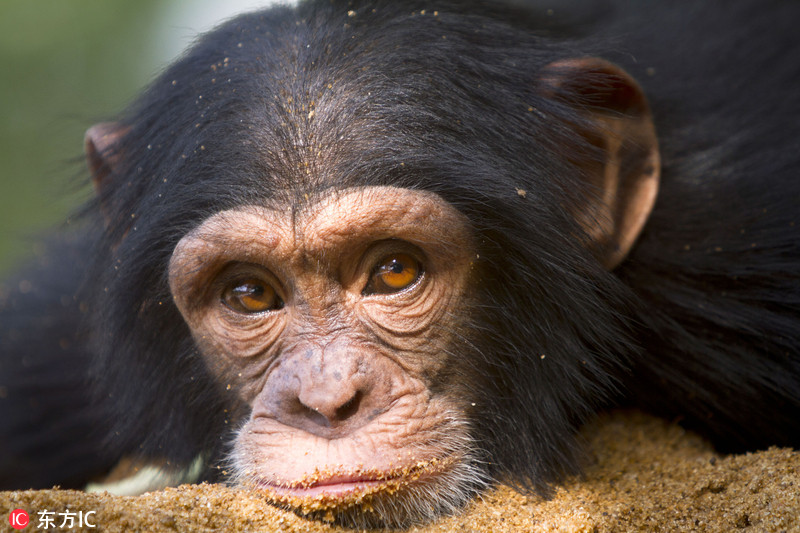 几内亚孤儿猩猩摆pose仰头甜笑 纯真模样惹人爱