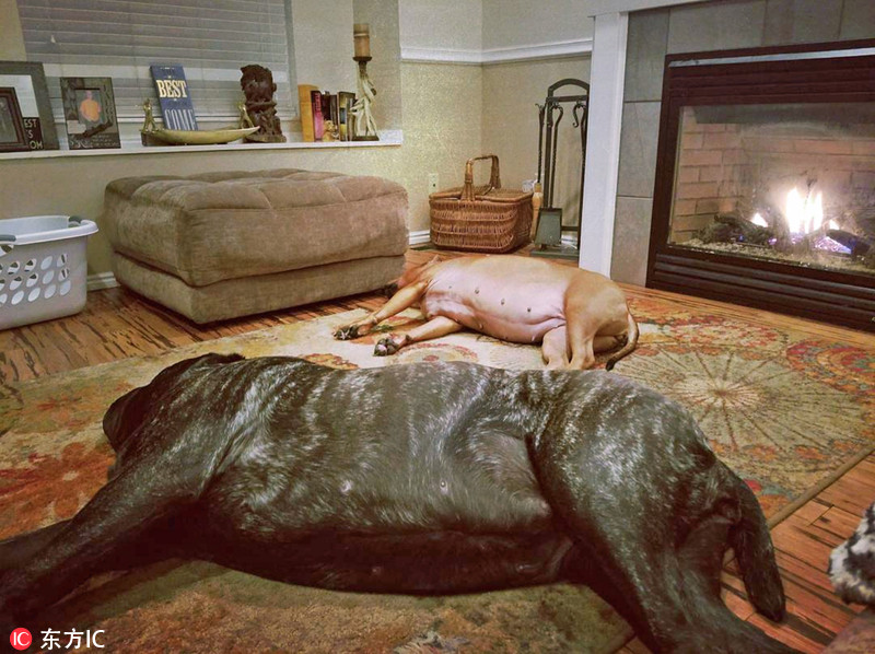 美男子培育出世界最大狗 未满周岁身高1.83米