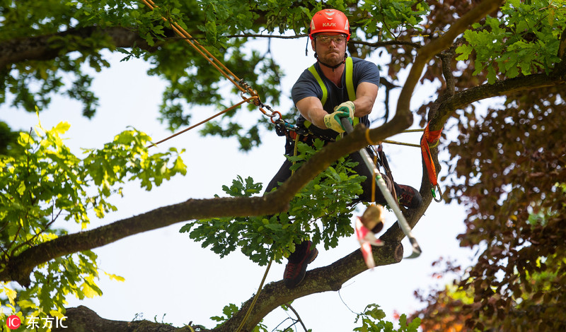 德国举办第25届爬树比赛 60名选手争夺冠军