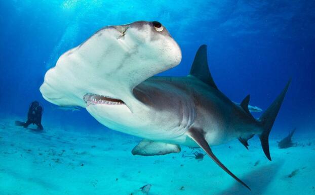 斯达黎加环保机构呼吁禁止在该国海域捕捞双髻鲨