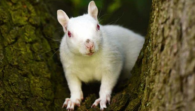 英国现罕见雪白松鼠 系白化病所致全英仅50只