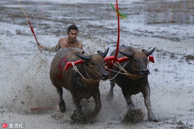 泰国举行年度赛牛节 农民驾牛驰骋泥水飞溅