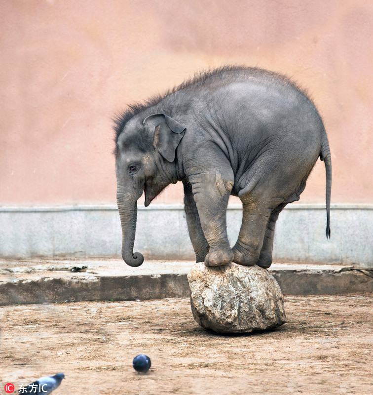 一只4岁的小象capri非常顽皮可爱,无聊