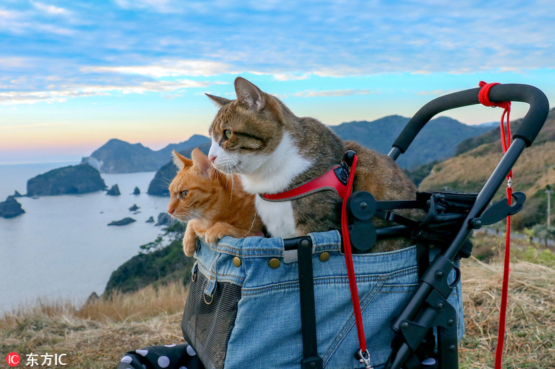 日本猫咪成旅行达人跟主人走遍全国47县