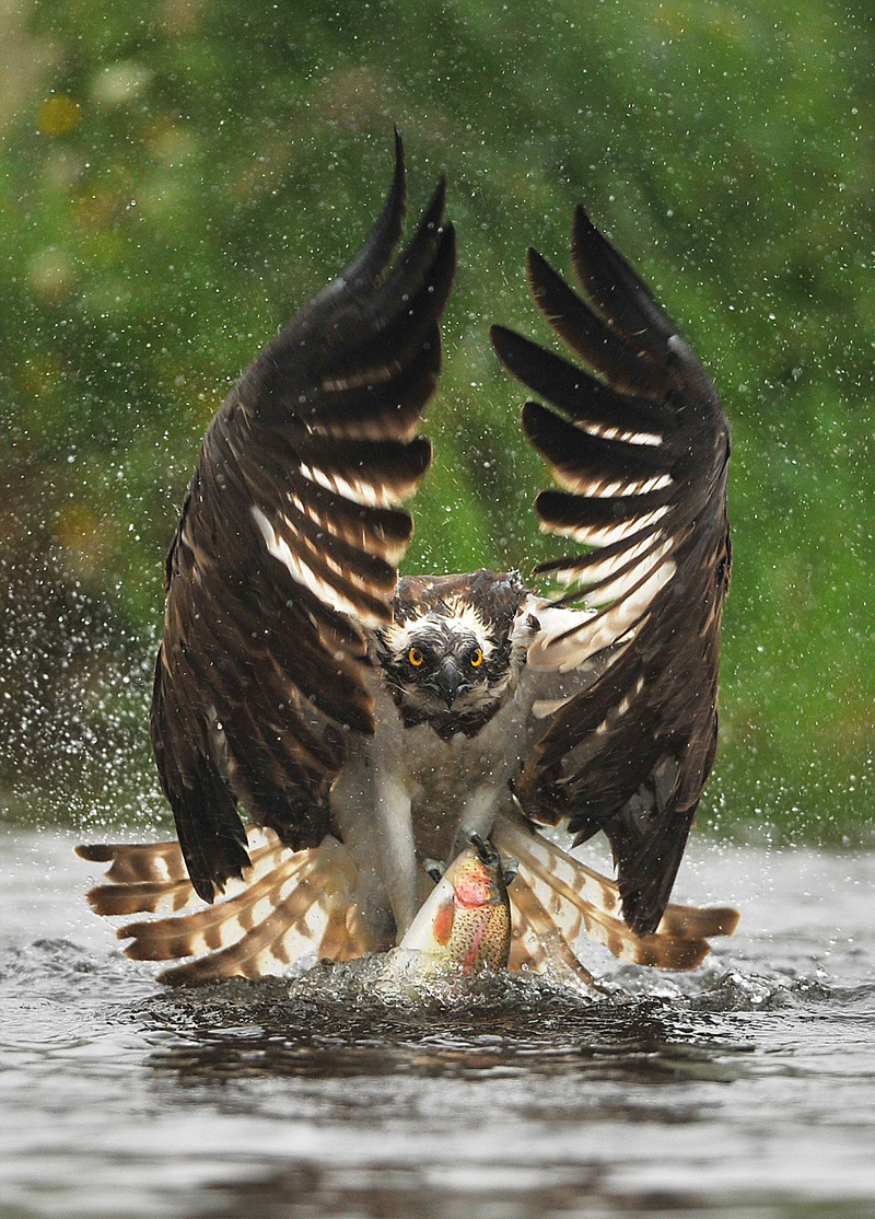 英业余摄影师抓拍鱼鹰捕鱼瞬间令人震撼