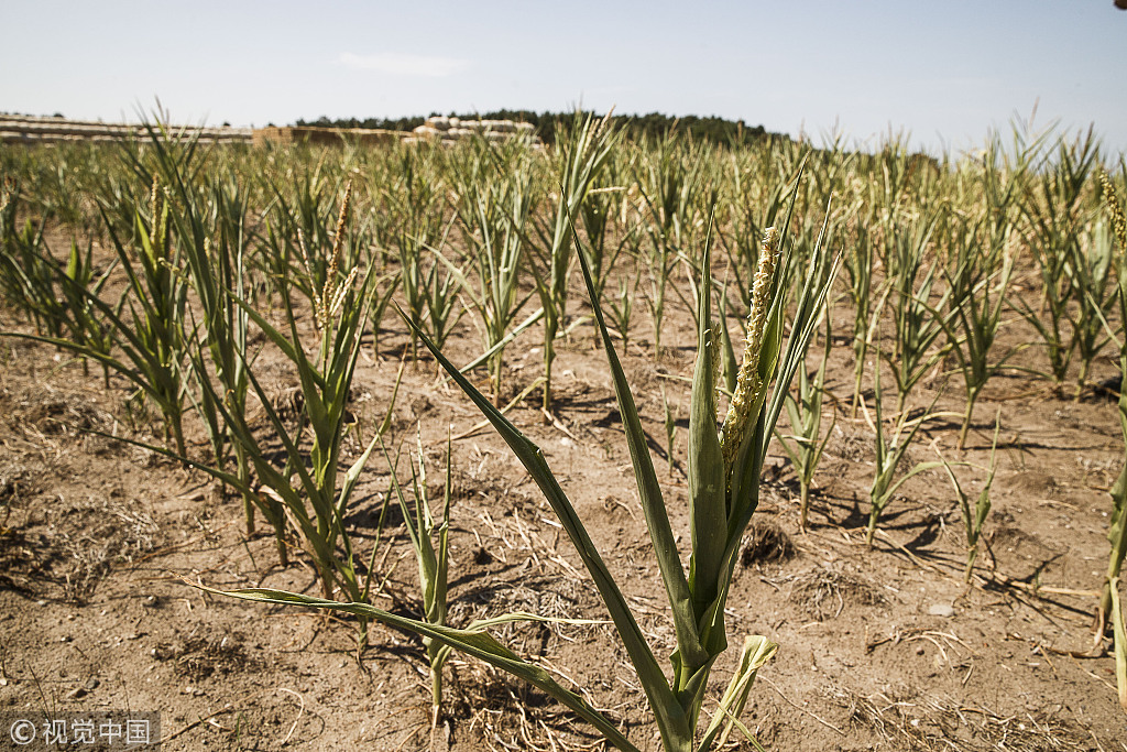 德国因干旱天气粮食收成严重减少 玉米只有铅笔大小