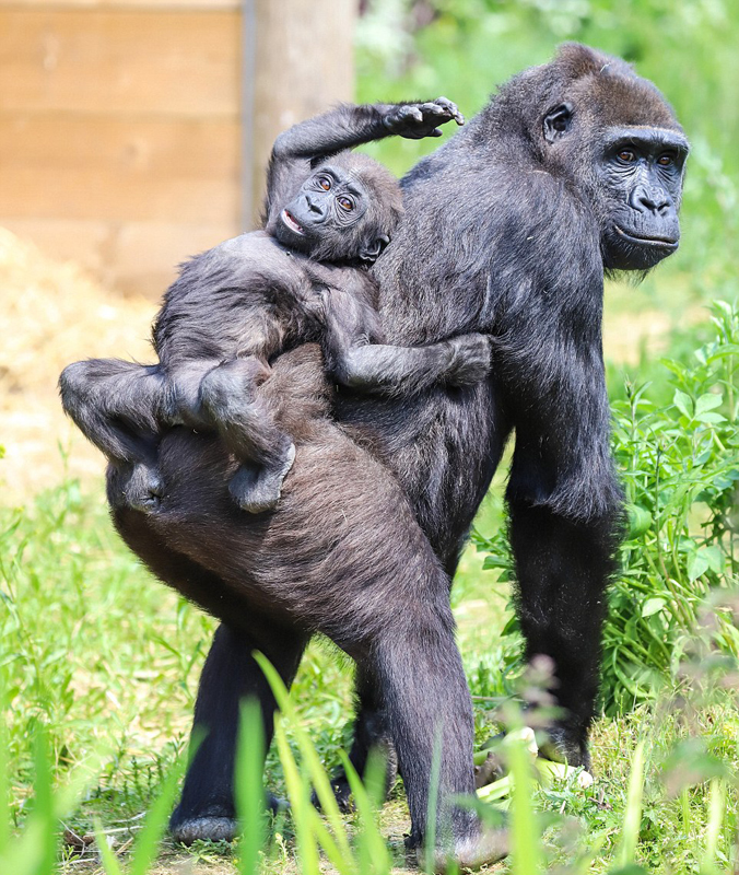 可爱英顽皮大猩猩幼崽躺妈妈背上找美食