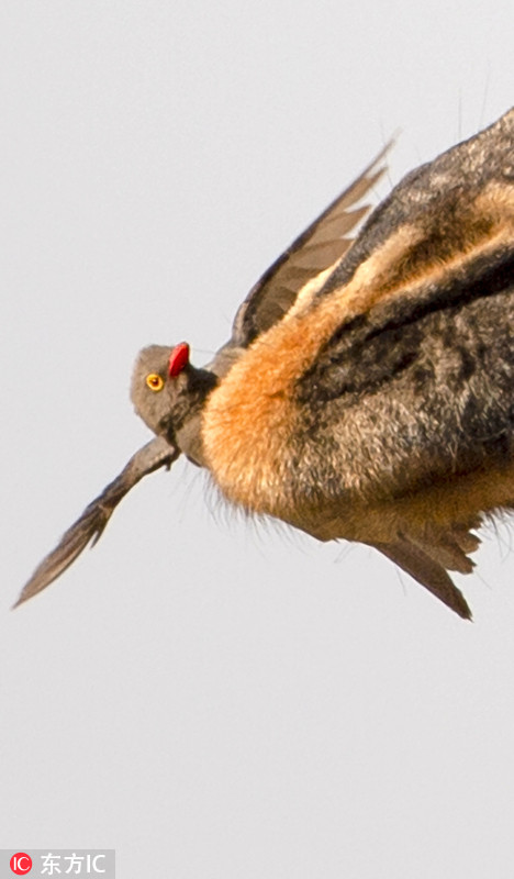 坦桑尼亚长颈鹿一口吞牛椋鸟接受牙科检查