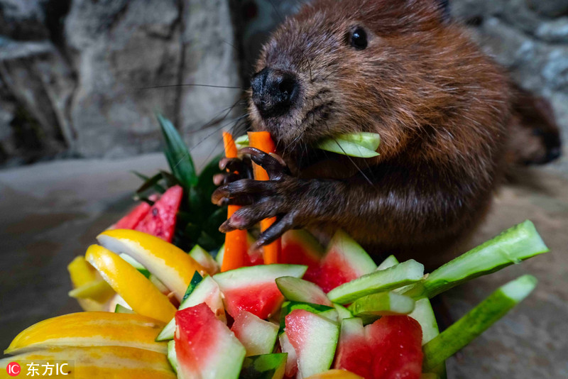 韩国小动物获水果大餐进补小浣熊作揖萌爆了