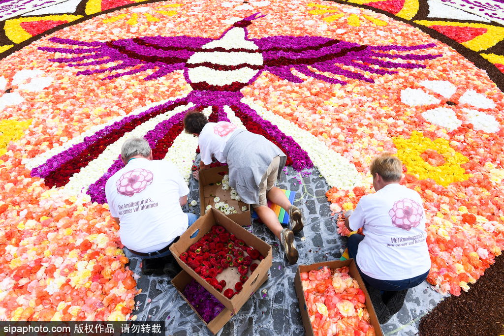 比利时布鲁塞尔：百万秋海棠铺成巨型地毯