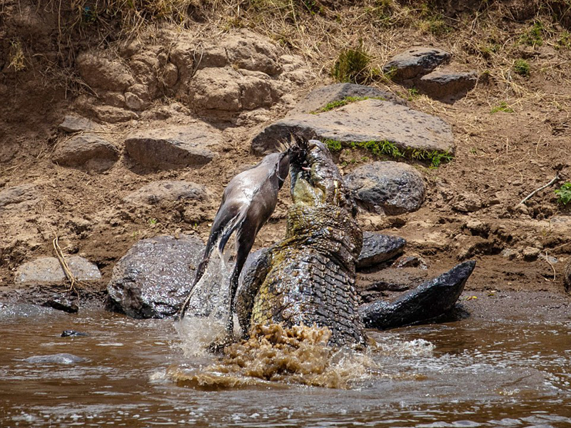残忍肯尼亚一鳄鱼捕获角马狂甩猎物击打岩石