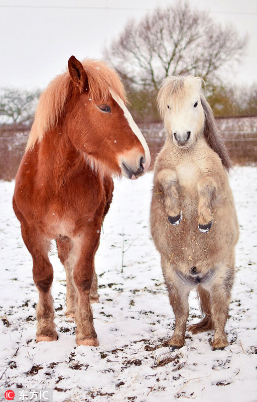 马中"萌神"!晒晒可爱到爆的矮种马