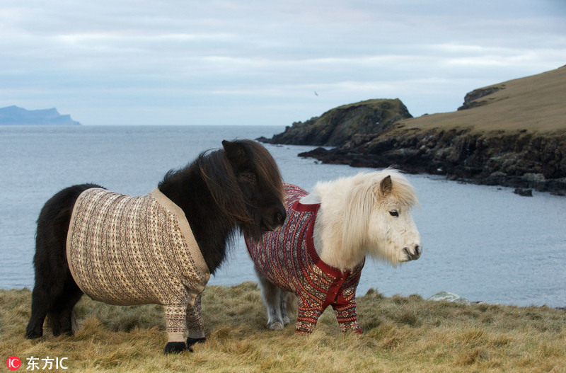 马中"萌神"!晒晒可爱到爆的矮种马
