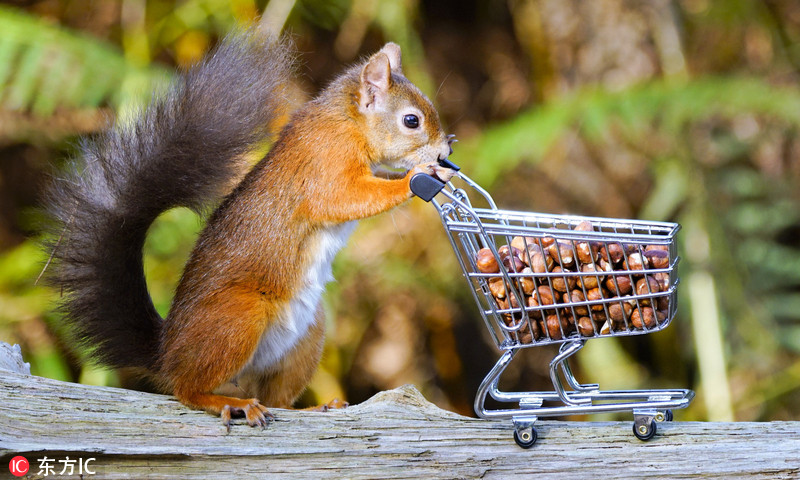 小松鼠推迷你购物车"扫货" 满载栗子可爱极了