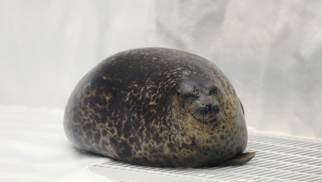 日本海豹体态肥圆活脱脱一个芝麻团子