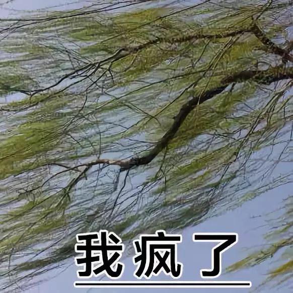 据说这是今年最实用的表情包,实在是太接地气了!