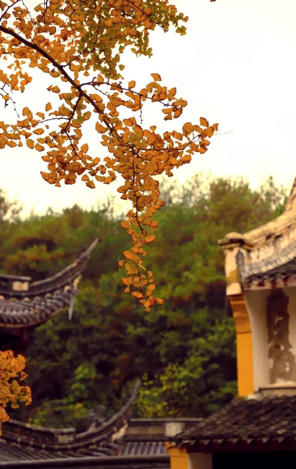 雪窦寺这棵千年银杏情况不妙?专家会诊了