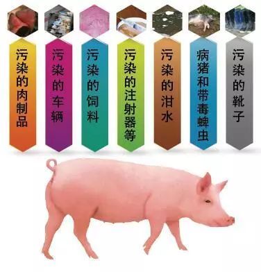 江西省九江市柴桑区排查出非洲猪瘟疫情
