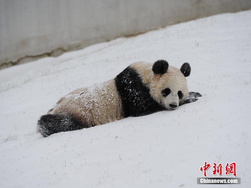 长春迎降雪 "功夫"大熊猫雪中撒欢