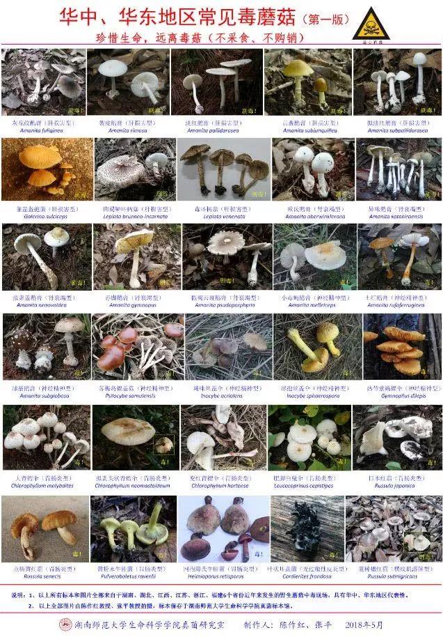 夏日饮食卫生,这些点要做到   1   任何蘑菇都不要采   由于野生